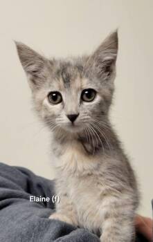Rescue Dilute Calico Cats for Adoption in Mazon, Illinois - Elaine | PetCurious