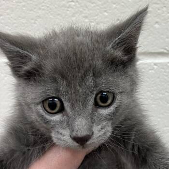 Rescue Domestic Short Hair Cats for Adoption in Grand Rapids, Michigan - Dave - Chow Hound Northland | PetCurious