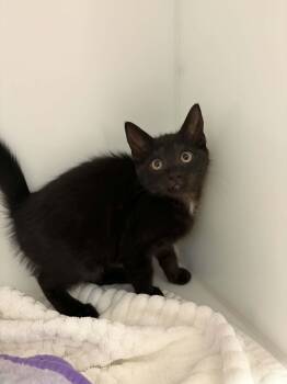 Domestic Short Hair Cats Available for Adoption in Delson, Quebec - Corail | PetCurious