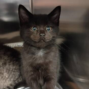 Ermine -  Domestic Short Hair Cat for Adoption in Greenville, South Carolina - Ermine | PetCurious