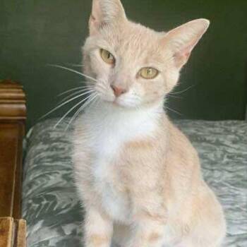 Rescue Domestic Short Hair Cats for Adoption - Momma | PetCurious