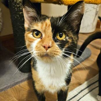Rescue Domestic Short Hair Cats for Adoption - Gypsy | PetCurious