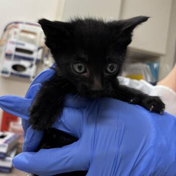 Doohickey -  Domestic Medium Hair Cat for Adoption in Reno, Nevada - Doohickey | PetCurious