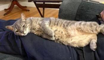 Ellie -  Domestic Short Hair Cat for Adoption in Fairfax, Virginia - Ellie | PetCurious