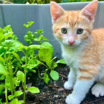 Magnet -  Domestic Short Hair and Tabby Cat for Adoption in Grand Rapids, Michigan - Magnet | PetCurious