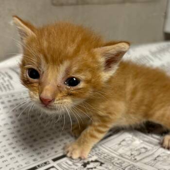 Cricket -  Domestic Short Hair Cat for Adoption in Yuma, Arizona - Cricket | PetCurious