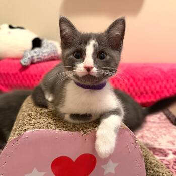 Petunia Rhubarb -  Domestic Short Hair Cat for Adoption in Georgetown, Kentucky - Petunia Rhubarb | PetCurious