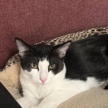 Dipper -  Domestic Short Hair Cat for Adoption in Chandler, Arizona - Dipper | PetCurious