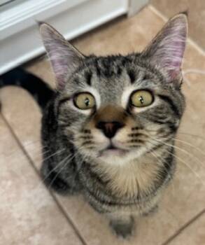Rescue Domestic Short Hair Cats for Adoption in Grand Junction, Colorado - Packard | PetCurious