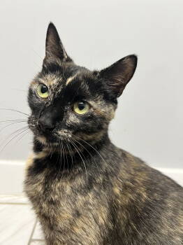 Rescue Domestic Short Hair Cats for Adoption in Alexandria, Virginia - Maya - In Foster | PetCurious