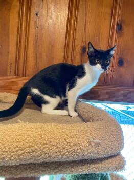 Clarabelle -  Domestic Short Hair Cat for Adoption in Cumming, Georgia - Clarabelle | PetCurious