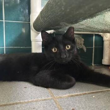 Pat -  Domestic Short Hair Cat for Adoption in Honolulu, Hawaii - Pat | PetCurious