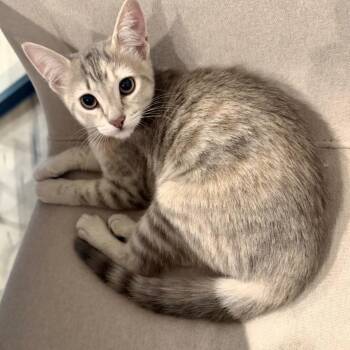 Stormy -  Domestic Short Hair Cat for Adoption in Austin, Texas - Stormy | PetCurious