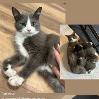 Rescue Domestic Short Hair Cats for Adoption in Buffalo, New York - Catherine | PetCurious
