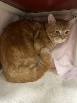 AGUERRO -  Domestic Short Hair Cat for Adoption in Derwood, Maryland - AGUERRO | PetCurious