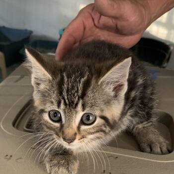 Chyna Estep -  Domestic Short Hair Cat for Adoption in Woodstock, Virginia - Chyna Estep | PetCurious