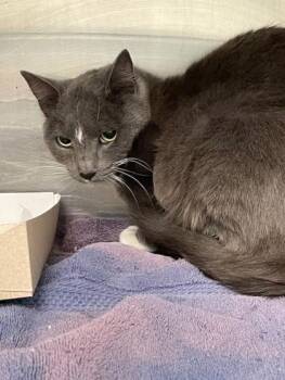 Domestic Short Hair Cats Available for Adoption - Rudy | PetCurious