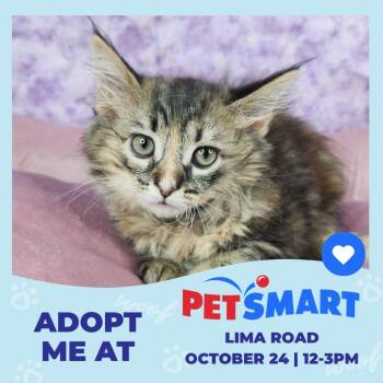 Alicorn -  Domestic Short Hair Cat for Adoption in Fort Wayne, Indiana - Alicorn | PetCurious