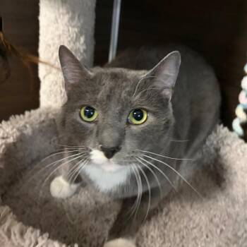 Domestic Short Hair Cats Available for Adoption - Smo-key | PetCurious