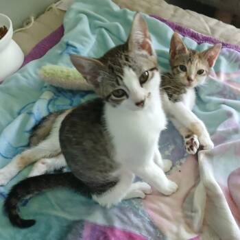 Naomi -  Domestic Short Hair Cat for Adoption in Valdosta, Georgia - Naomi | PetCurious
