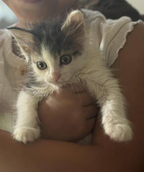 Rescue Domestic Long Hair Cats for Adoption in Bethpage, New York - Sunflower² | PetCurious