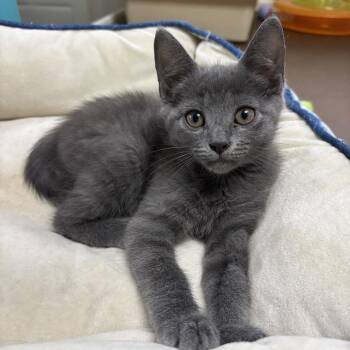 London -  Domestic Short Hair Cat for Adoption in Oak Bluffs, Massachusetts - London | PetCurious