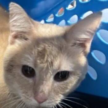 Domestic Short Hair Cats Available for Adoption in New York, New York - Rufus | PetCurious