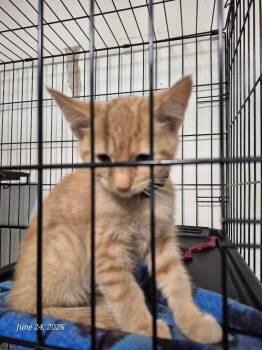 Tomasita -  Domestic Short Hair Cat for Adoption in Thompson Falls, Montana - Tomasita | PetCurious