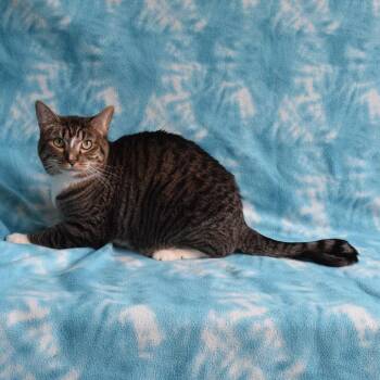 Domestic Short Hair Cats Available for Adoption in Eureka, California - Kiki | PetCurious