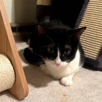 Elvis -  Domestic Short Hair Cat for Adoption in Middleton, Wisconsin - Elvis | PetCurious