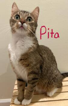 Tabby and American Shorthair Cats Available for Adoption - Pita | PetCurious