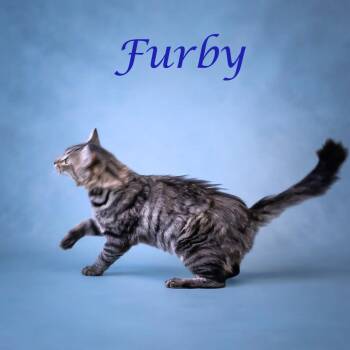 Furby C26-227 -  Domestic Medium Hair Cat for Adoption in Lebanon, Tennessee - Furby C26-227 | PetCurious