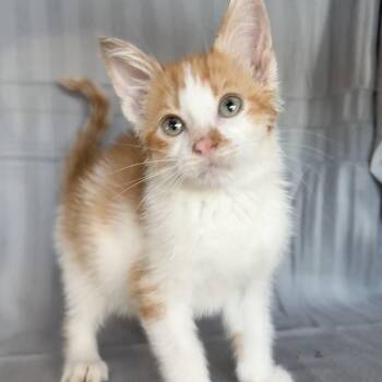 Rescue Domestic Short Hair Cats for Adoption in Minneapolis, Minnesota - Barney | PetCurious