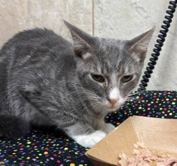 Plankton -  Domestic Short Hair Cat for Adoption in Honolulu, Hawaii - Plankton | PetCurious