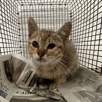 Lorena -  Domestic Short Hair Cat Available for Adoption in Edinburg, Texas - Lorena | PetCurious