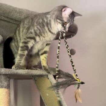 William - Bonded to Henry -  Domestic Short Hair Cat for Adoption in Middleton, Wisconsin - William - Bonded To Henry | PetCurious