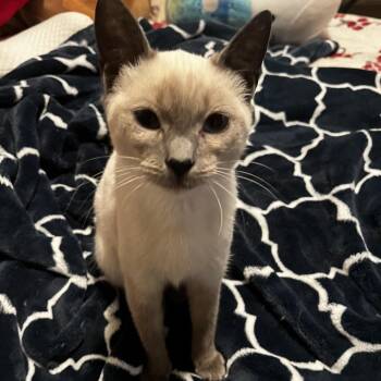 Leah -  Siamese Cat for Adoption in Agoura Hills, California - Leah | PetCurious