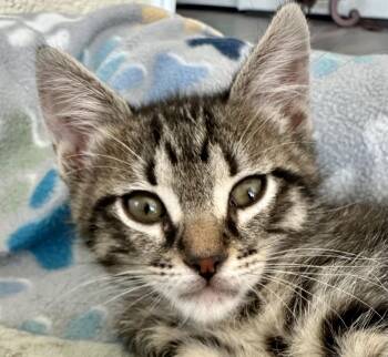 Artimus -  Domestic Short Hair Cat for Adoption in Houston, Texas - Artimus | PetCurious