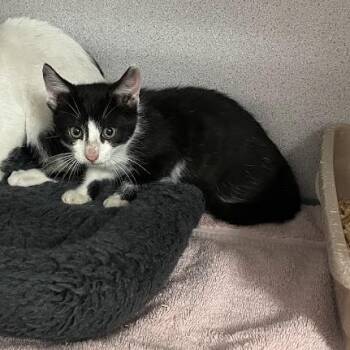 Bean -  Domestic Short Hair Cat for Adoption in Port Charlotte, Florida - Bean | PetCurious