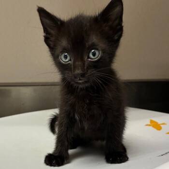 Brat -  Domestic Short Hair Cat for Adoption in San Antonio, Texas - Brat | PetCurious