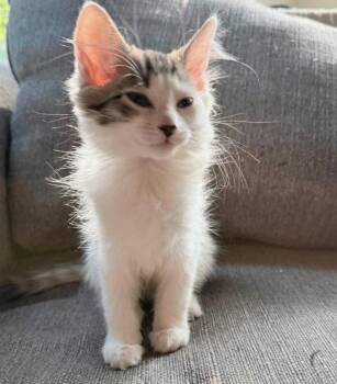 Arwin -  Domestic Long Hair Cat for Adoption in Knoxville, Tennessee - Arwin | PetCurious