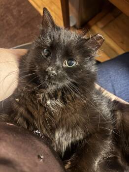 Domestic Long Hair Cats Available for Adoption in Philadelphia, Pennsylvania - Whisper Wheeler | PetCurious