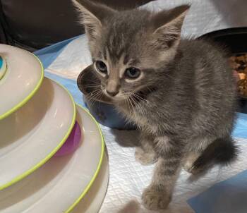 Rescue Tabby Cats for Adoption in Ypsilanti, Michigan - Spice | PetCurious