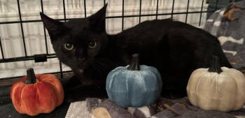 Rescue Domestic Short Hair Cats for Adoption in Hazlet, New Jersey - Lilabet | PetCurious