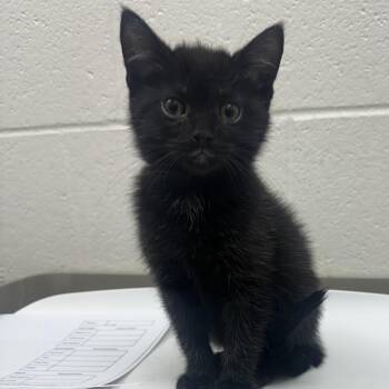 Naomi - Chow Hound Northland -  Domestic Short Hair Cat for Adoption in Grand Rapids, Michigan - Naomi - Chow Hound Northland | PetCurious