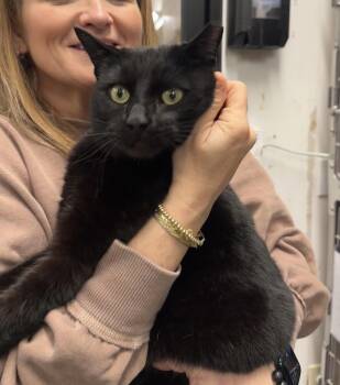 Bombay Cats Available for Adoption - Sumi | PetCurious