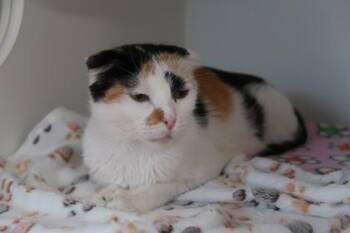 Domestic Short Hair Cats Available for Adoption - Chloe | PetCurious