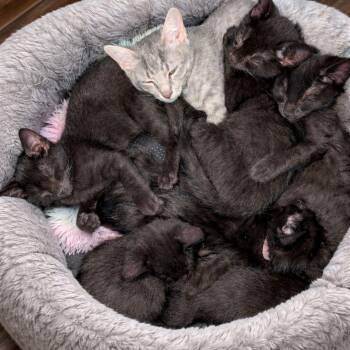 Domestic Short Hair Cats Available for Adoption in Gun Barrel City, Texas - Midnight & Salem | PetCurious