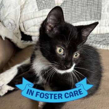 FRANKLIN -  Domestic Short Hair Cat for Adoption in Tallahassee, Florida - FRANKLIN | PetCurious