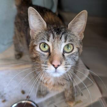 Domestic Short Hair Cats Available for Adoption in Pittsburgh, Pennsylvania - Turkey | PetCurious